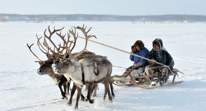 Climate change: 80,000 reindeer starve to death as Arctic sea ice retreats